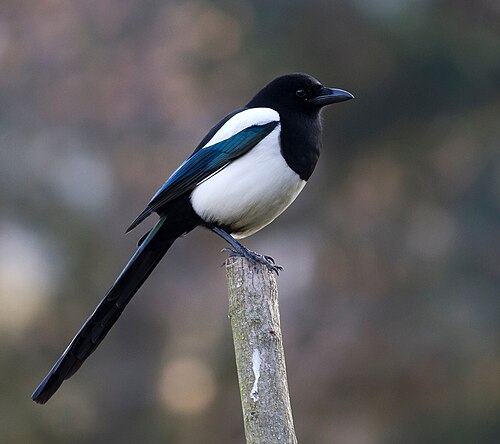 Magpies